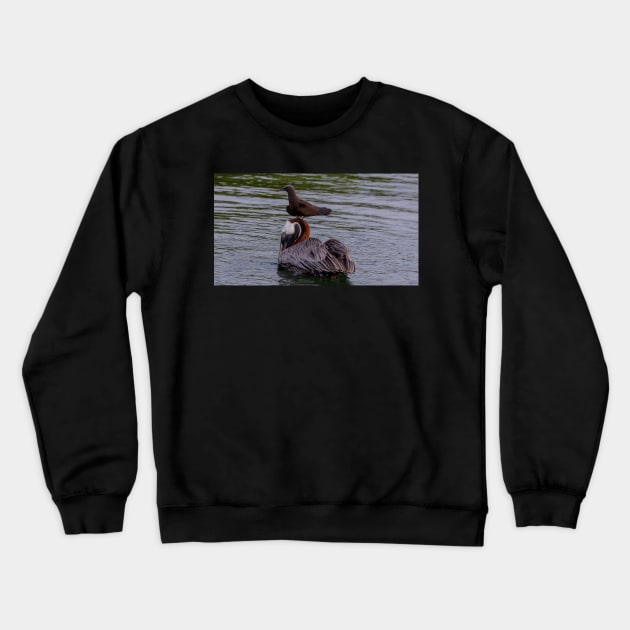 Galapagos Islands Pelican with Brown Noddy Crewneck Sweatshirt by Withns